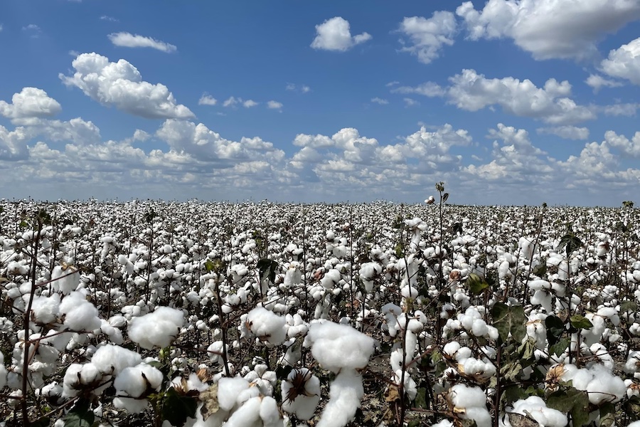 Australian cotton export supply